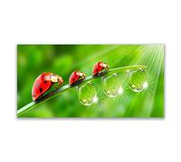 Tulup Glass Splashback for Kitchen - 55.1 in x 27.6 in / 140x70 cm - Cooker Wall Protection Tempered Glass - Grass Ladybug Drops Of Dew Floral