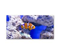 Tulup Splashback 39.37x19.68 inch / 100x50cm Glass Panel Tempered Glass Kitchen Panel Splash-back Kitchen Protection Induction Cooker Wall Protection Toughened Safe Glass - Orange - Clown Fish