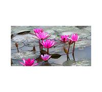 Tulup Splashback 39.37x19.68 inch / 100x50cm Splash-back Kitchen Panel Toughened Safe Glass Tempered Glass Kitchen Protection Induction Cooker Wall Protection Glass Panel - Rosa - lotus flower