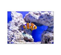 Tulup Splashback 39.37x27.56 inch / 100x70 cm Glass Panel Tempered Glass Kitchen Panel Splash back Kitchen Protection Induction Cooker Wall Protection Toughened Safe Glass - Orange - Clown Fish