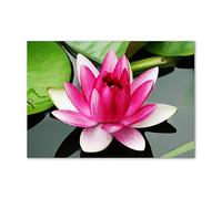 Tulup Splashback 39.37x27.56 inch / 100x70 cm Glass Panel Wall Protection Induction Cooker Tempered Glass Toughened Safe Glass Kitchen Panel Splash back Kitchen - Pink - water lily