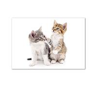Tulup Splashback 39.37x27.56 inch / 100x70 cm Tempered Glass Wall Protection Induction Cooker Glass Panel Splash back Kitchen Panel Kitchen Toughened Safe Glass - Beige - two little cats