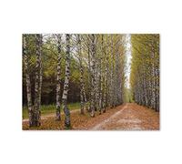 Tulup Splashback 39.37x27.56 inch / 100x70 cm Wall Protection Glass Panel Kitchen Panel Splash back Kitchen Protection Induction Cooker Tempered Glass Toughened Safe Glass - Green - Birks Allee