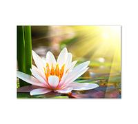 Tulup Splashback 39.37x27.56 inch / 100x70 cm Wall Protection Kitchen Panel Toughened Safe Glass Kitchen Protection Induction Cooker Glass Panel Splash back Tempered Glass - Multicolored - water lily