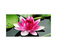 Tulup Splashback 47.24x23.62 inch / 120x60 cm Glass Panel Wall Protection Induction Cooker Tempered Glass Toughened Safe Glass Kitchen Panel Splash back Kitchen - Pink - water lily