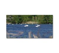 Tulup Splashback 47.24x23.62 inch / 120x60 cm Wall Protection Toughened Safe Glass Splash back Kitchen Panel Tempered Glass Kitchen Protection Induction Cooker Glass Panel - Blue - white swans