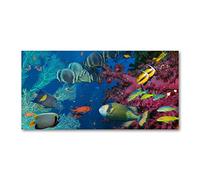 Tulup Splashback 55.12x27.56 inch / 140x70 cm Splash back Kitchen Panel Toughened Safe Glass Tempered Glass Kitchen Protection Induction Cooker Wall Protection Glass Panel - Multicolored - coral reef