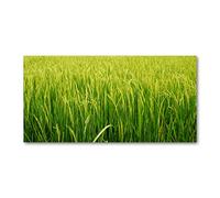 Tulup Splashback 55.12x27.56 inch / 140x70 cm Wall Protection Kitchen Panel Toughened Safe Glass Kitchen Protection Induction Cooker Glass Panel Splash Back Tempered Glass - Green - Rice Field