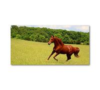 Tulup Splashback 55.12x27.56 inch / 140x70 cm Wall Protection Toughened Safe Glass Splash back Kitchen Panel Tempered Glass Kitchen Protection Induction Cooker Glass Panel - Brown - horse on the meadow