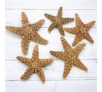 Tumbler Home Real Starfish Décor - 5pcs - 4" - 6" Large Starfish for Crafts, Beach House Décor, Christmas Ornaments & Nautical Decorations