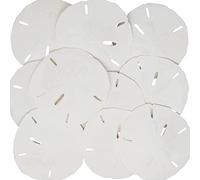 Tumbler Home White Sand Dollars 3" to 3.5" Set of 15 - Wedding Seashell Craft Sand Dollars- Hand Picked and Professionally Packed