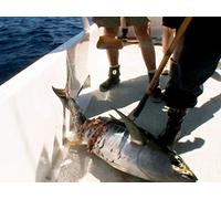 Tuna Pays the Shark Tax at Guadalupe Island