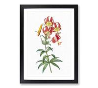 Turban Lily Flowers by Pierre-Joseph Redoute Framed Print | A2 Black Framed Wall Art | Ready to Hang | Modern Floral Picture | Living Room Bedroom Lounge Office