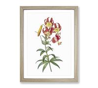 Turban Lily Flowers By Pierre Joseph Redoute Vintage Framed Print | A3 Oak Framed Wall Art | Ready to Hang | Classic Floral Picture | Living Room Bedroom Lounge Office