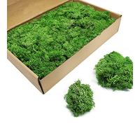 TurelinnG Preserved Moss