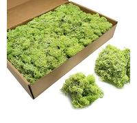 TurelinnG Preserved Moss