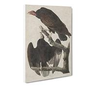 Turkey Buzzard By John James Audubon Canvas Print | Gallery Wrapped 30mm Frame Wall Art | 20x14 inches | Ready to Hang | Retro Picture | Living Room Bedroom Lounge Office