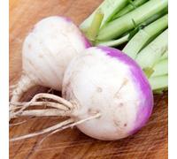 Turnip Armand - Sweet And Tender - 1 Packet X 150 Seeds By Thompson & Morgan