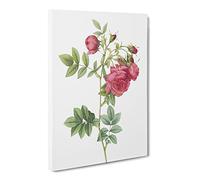 Turnip Rose In Pink By Pierre Joseph Redoute Canvas Print | Gallery Wrapped 30mm Frame Wall Art | 20x14 inches | Ready to Hang | Retro Floral Picture | Living Room Bedroom Lounge Office