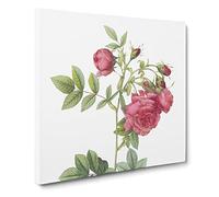 Turnip Rose in Pink by Pierre Joseph Redoute Canvas Print | Gallery Wrapped 30mm Frame Wall Art | 20x20 inches | Ready to Hang | Retro Floral Picture | Living Room Bedroom Lounge Office