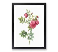 Turnip Rose in Pink by Pierre-Joseph Redoute Framed Print | A2 Black Framed Wall Art | Ready to Hang | Modern Floral Picture | Living Room Bedroom Lounge Office