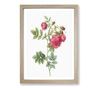 Turnip Rose in Pink by Pierre-Joseph Redoute Framed Print | A2 Oak Framed Wall Art | Ready to Hang | Modern Floral Picture | Living Room Bedroom Lounge Office