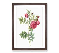 Turnip Rose in Pink by Pierre-Joseph Redoute Framed Print | A2 Walnut Framed Wall Art | Ready to Hang | Modern Floral Picture | Living Room Bedroom Lounge Office