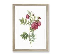 Turnip Rose In Pink By Pierre Joseph Redoute Vintage Framed Print | A3 Oak Framed Wall Art | Ready to Hang | Classic Floral Picture | Living Room Bedroom Lounge Office
