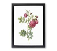 Turnip Rose In Pink By Pierre Joseph Redoute Vintage Framed Print | A4 Black Framed Wall Art | Ready to Hang | Classic Floral Picture | Living Room Bedroom Lounge Office
