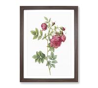 Turnip Rose In Pink By Pierre Joseph Redoute Vintage Framed Print | A4 Walnut Framed Wall Art | Ready to Hang | Classic Floral Picture | Living Room Bedroom Lounge Office