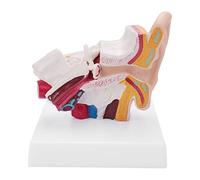 Turodeuo 1.5 Times Human Ear Anatomy Model Showing Organs Structure of The Central and External Ears Teaching Supplies