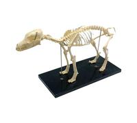Turodeuo Dog Skeleton Model Dog Anatomy Animal Teaching Model Laboratory Veterinary Teaching Demonstration Tool 1 PCS PVC