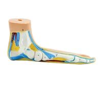 Turodeuo Foot Anatomy Model, Human Anatomy Foot Model, Normal Flat Arched Foot Model, Human Foot Muscle Model Flat Feet Easy to Use (Flatfoot)