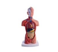 Turodeuo Torso Mannequin Anatomy Doll 15 Removable Parts Educational Organ Model Human Internal Organ Anatomy Model