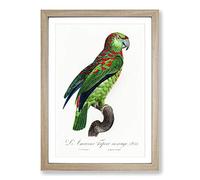 Turquoise-Fronted Amazon Parrot by F. Levaillant Framed Print | A2 Oak Framed Wall Art | Ready to Hang | Modern Animal Picture | Living Room Bedroom Lounge Office