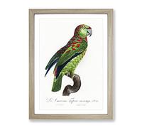 Turquoise Fronted Amazon Parrot By F. Levaillant Vintage Framed Print | A2 Oak Framed Wall Art | Ready to Hang | Classic Animal Picture | Living Room Bedroom Lounge Office