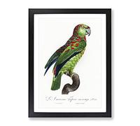 Turquoise Fronted Amazon Parrot By F. Levaillant Vintage Framed Print | A3 Black Framed Wall Art | Ready to Hang | Classic Animal Picture | Living Room Bedroom Lounge Office