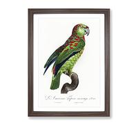 Turquoise Fronted Amazon Parrot By F. Levaillant Vintage Framed Print | A3 Walnut Framed Wall Art | Ready to Hang | Classic Animal Picture | Living Room Bedroom Lounge Office