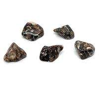 Turritella Agate Small Crystal Tumbled Stones - 5 Pc