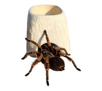 Turtle Cave - 2 In 1 Ceramic Reptile Shelter with Feeding Bowl,Leopard Gecko Cave - for Home Bearded Dragon Leopard Geckos Snakes Lizards Spiders Indoor Tank Terrarium