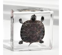 Turtle Specimen in Resin Preserved Taxidermy Animal for Biology Education Science Classroom Display Unique Gift for Oddities Collectors Skull Enthusiasts Natural History Studies (Brazilian turtle)
