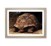 Turtle Tail Framed Print | A2 Oak Framed Wall Art | Ready to Hang | Modern Animal Picture | Living Room Bedroom Lounge Office