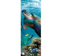 Turtles 2026 Wall Calendar, 12-Month Slim Format, Made in England