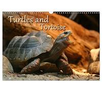 Turtles and Tortoise / UK-Version (Wall Calendar 2027 DIN A3 landscape), CALVENDO 12 Month Wall Calendar: Beautiful Photos of turtles on land and water