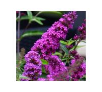 Tutti Fruitti Pink Buddleia Garden Tree Butterfly Attract in 2L pot