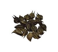 TV Natural Black Bat Head Roots - Wood Devil - Evil Pod - Kaknasa Martynia Annua - Singadas for Pooja Good Health Wealth and Happiness - 11 Pc
