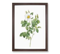 Twin-Flowered White Rose by Pierre-Joseph Redoute Framed Print | A2 Walnut Framed Wall Art | Ready to Hang | Modern Floral Picture | Living Room Bedroom Lounge Office