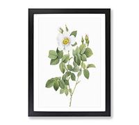 Twin Flowered White Rose By Pierre Joseph Redoute Vintage Framed Print | A2 Black Framed Wall Art | Ready to Hang | Classic Floral Picture | Living Room Bedroom Lounge Office