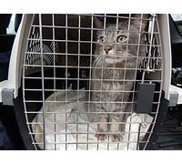 Twinkle, Twinkle, Little Star