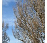 Twisted Willow Salix Matsudana Tortuosa Corkscrew Yellow Catkins Bareroots - Thompson & Morgan